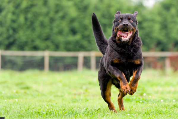 Cane Morso da un Altro Cane: Cosa Fare e Come Gestire la Situazione Cane Morso da un Altro Cane: Cosa Fare e Come Gestire la Situazione